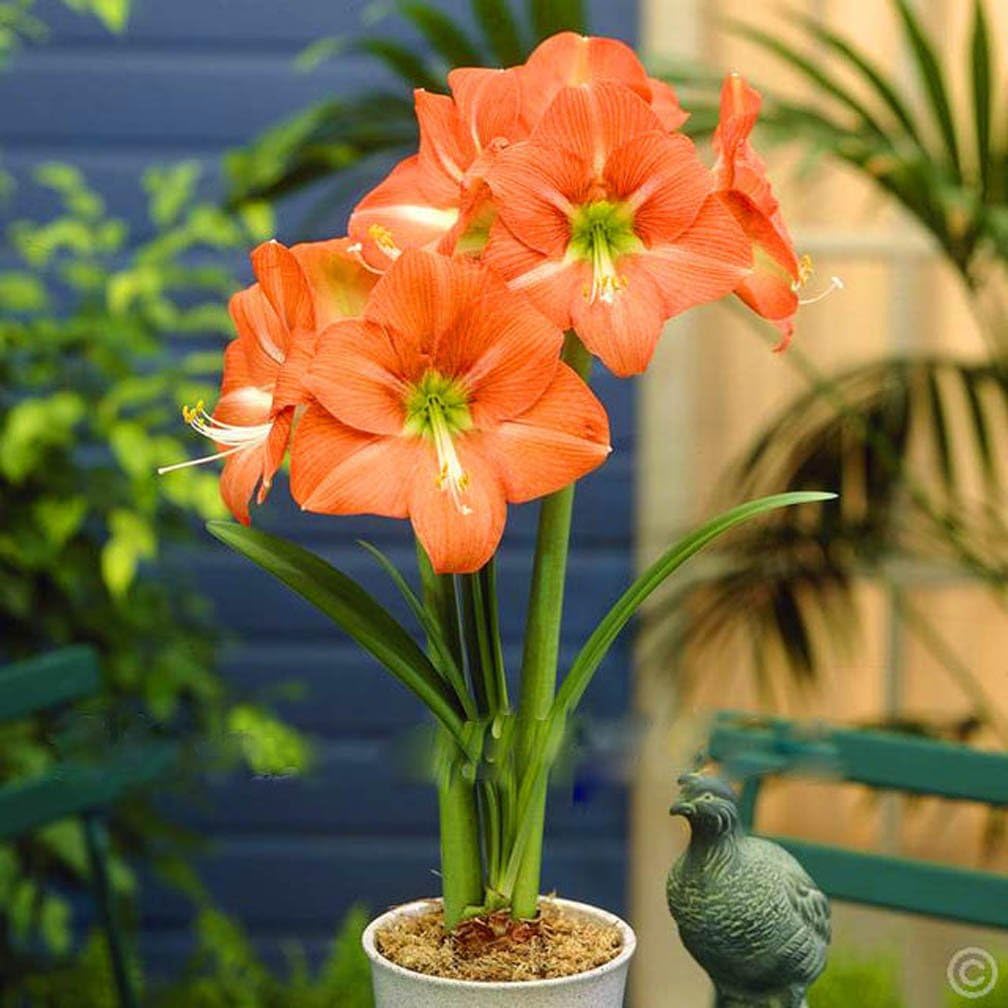 Ture Amaryllis Bulbs Hippeastrum Flowers Hippeastrum Bulbs