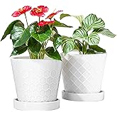 BUYMAX Plant Pots Indoor –6 inch Ceramic Flower Pot with Drainage Hole and Ceramic Tray - Gardening Home Desktop Office Windowsill Decoration Gift, Set of 2(White)