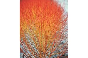 Cornus Sanguinea 20 Seeds, Dogwood Midwinter Fire, Winter Flame Shrub Cold Hardy