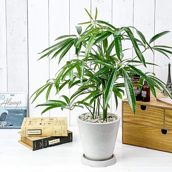 Amazon Co Jp 観葉植物 シェフレラ アンガスティフォリア 5号樹脂鉢 ホワイト 受け皿付き 育て方説明書付き Schefflera Angustifolia 希少 レア ホーム キッチン