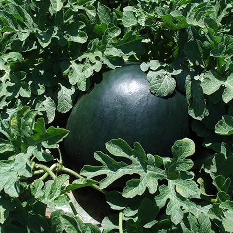 Amazon スイカ苗 夏植えスイカ 黒皮赤小玉スイカ 品種 なつここあ 自根苗 野菜苗 9cmポット自根苗 2個セット 自社農場から新鮮直送 苗箱