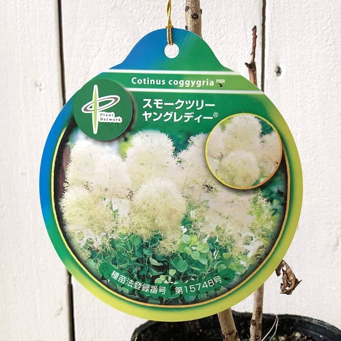 Amazon スモークツリー ヤングレディ 3年生苗 植木 Amazon スモークツリー ヤングレディ 3年生苗 植木