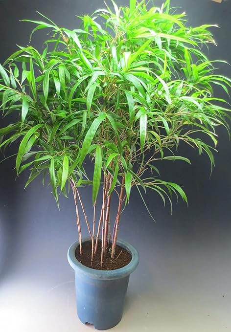 Amazon 朱竹の鉢植え プラ鉢 現品 9053 観葉植物 オンライン通販