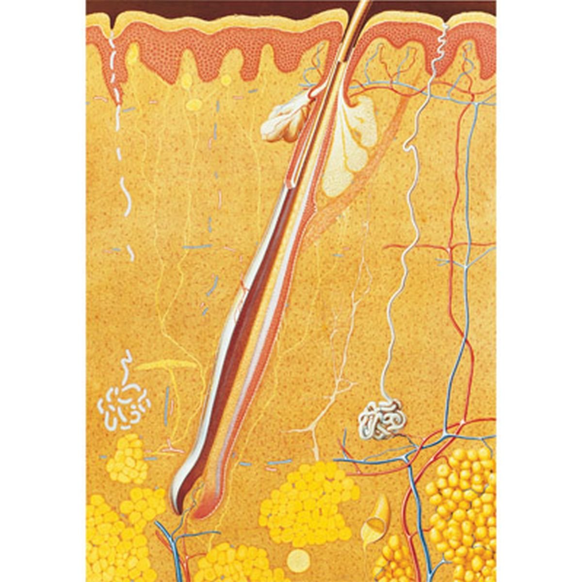 3B Scientific Human Anatomy - Skin Chart with wooden rods