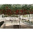 Italian Tree Tomato 'Trip L Crop' Lycopersicon Fruit Vegetable rasa1ca (40 Seeds)