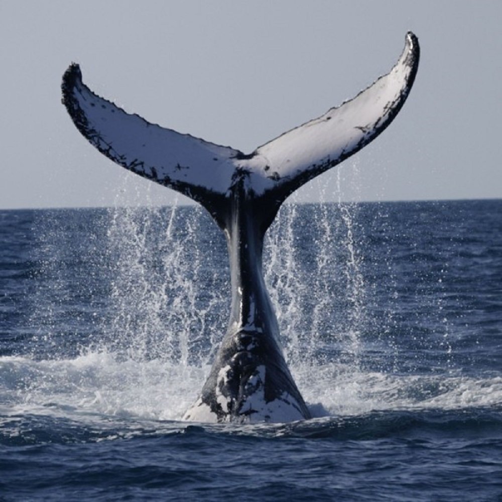 Greeting Sound Card by Really Wild Cards - Humpback Whale