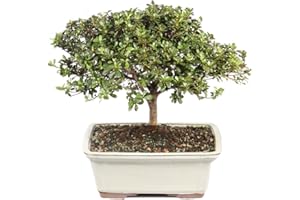 Brussel's Bonsai Live Satsuki Azalea Flowering Bonsai Tree - Large, 8 Years Old, 10 to 14 in - Ceramic Bonsai Pot