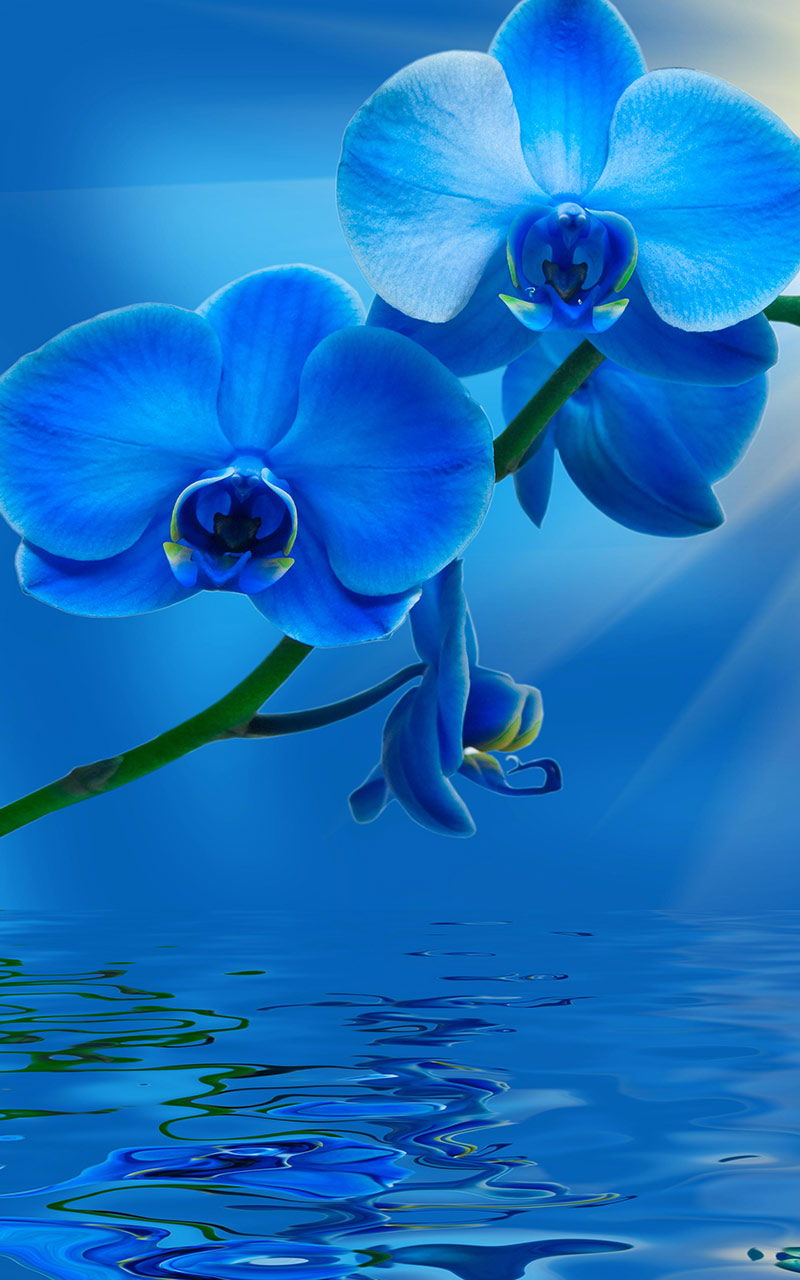 Blue Live Wallpaper Amazon.ca Appstore for Android