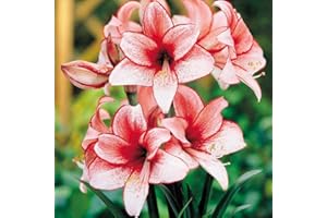 DAYLILY NURSERY Charisma Amaryllis Bulb - Single Blooming Amaryllis
