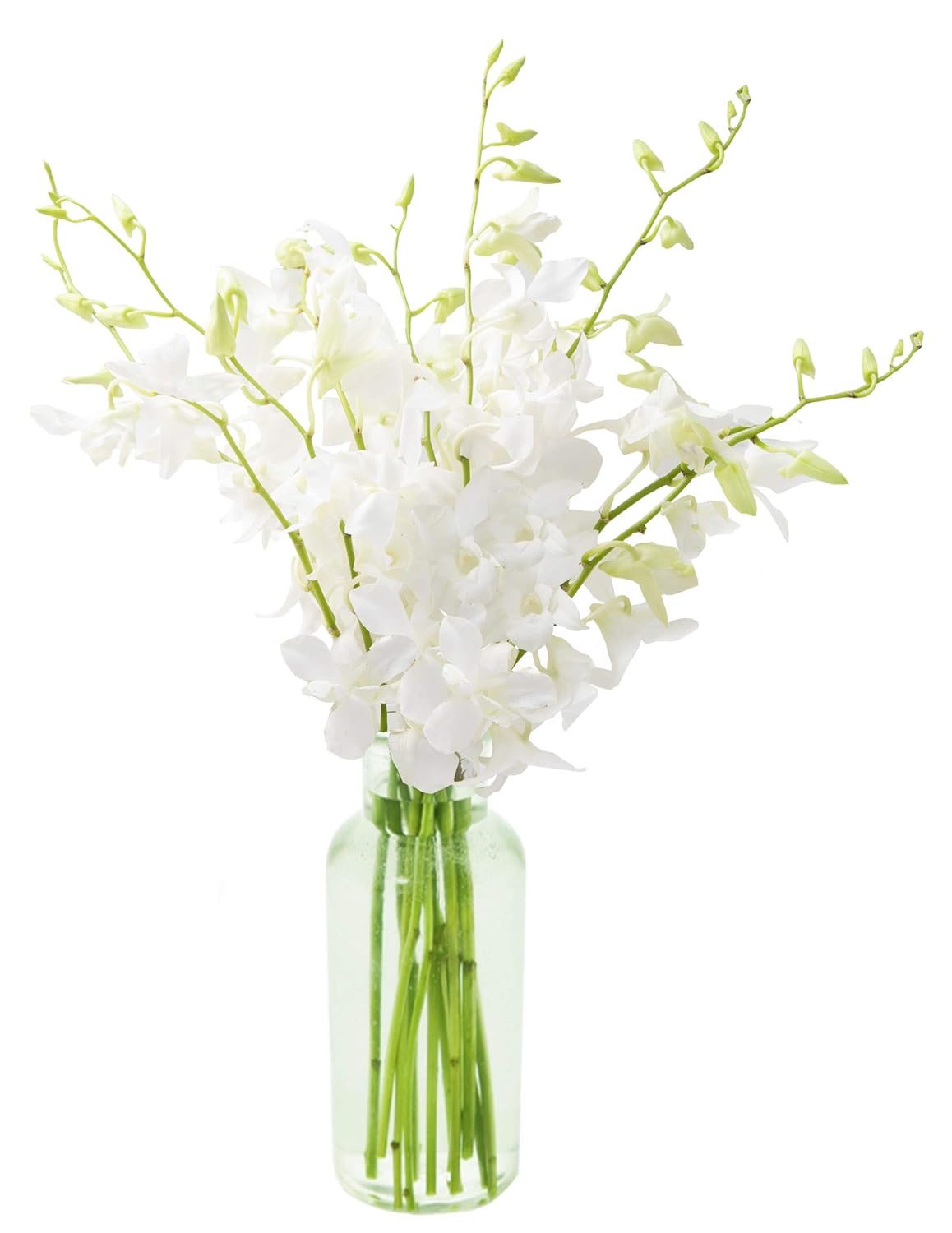 Amazon Com Kabloom Exotic Perla White Orchid Bouquet Of White