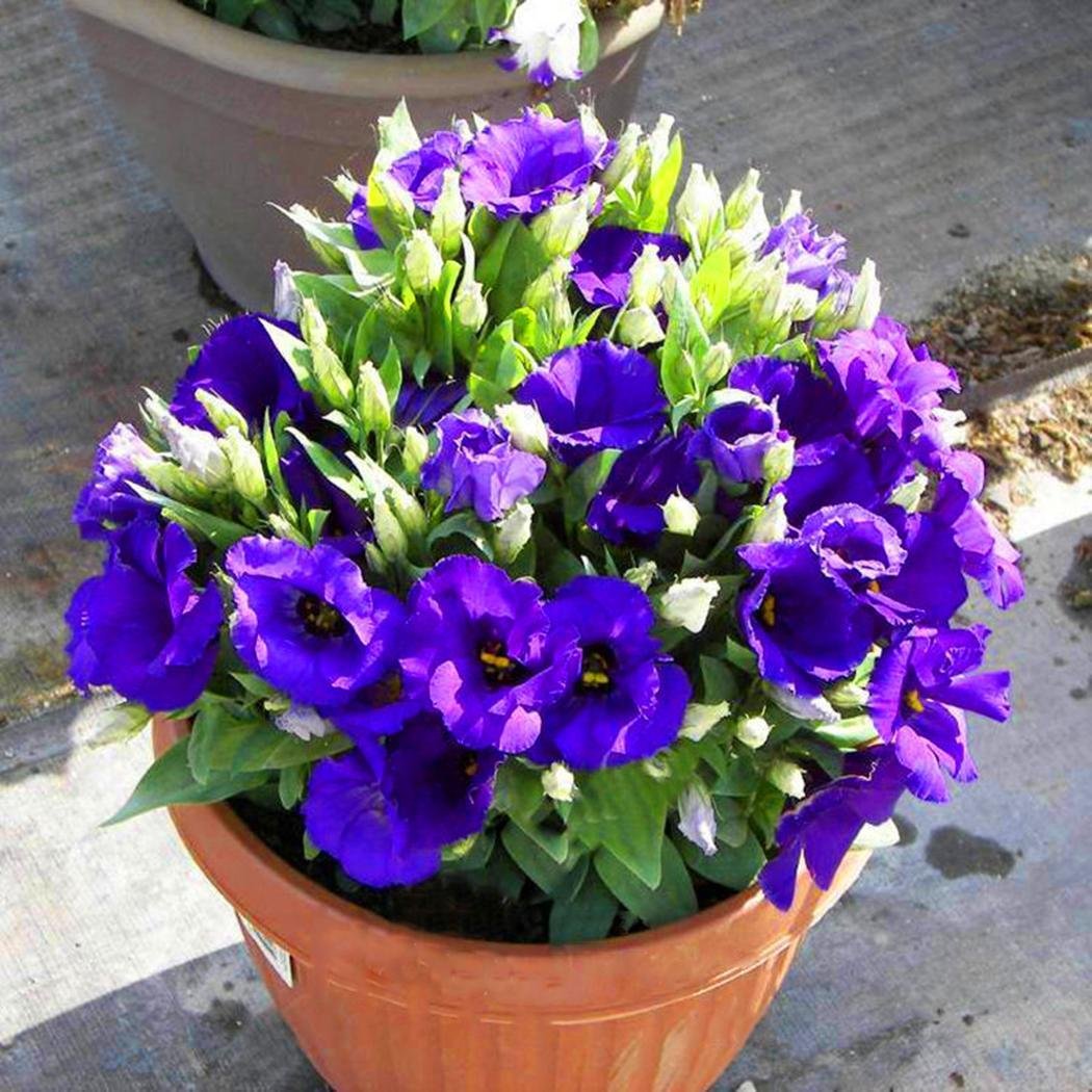 Низкорослые Комнатные Цветы - 67 фото