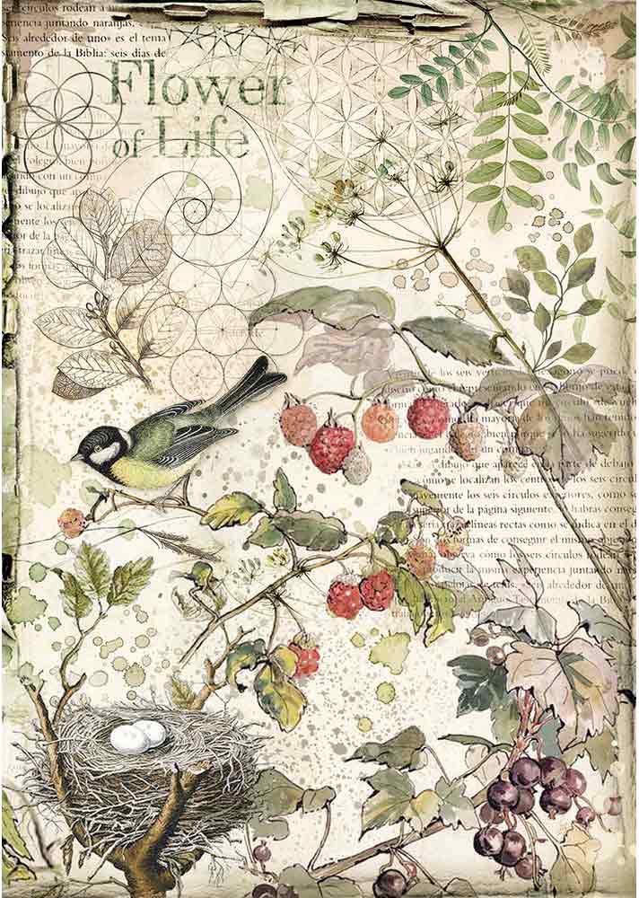 STAMPERIA INTERNATIONAL, KFT Rice Paper Pack A4 FLWR Fruit, Flowers & Fruits, One Size