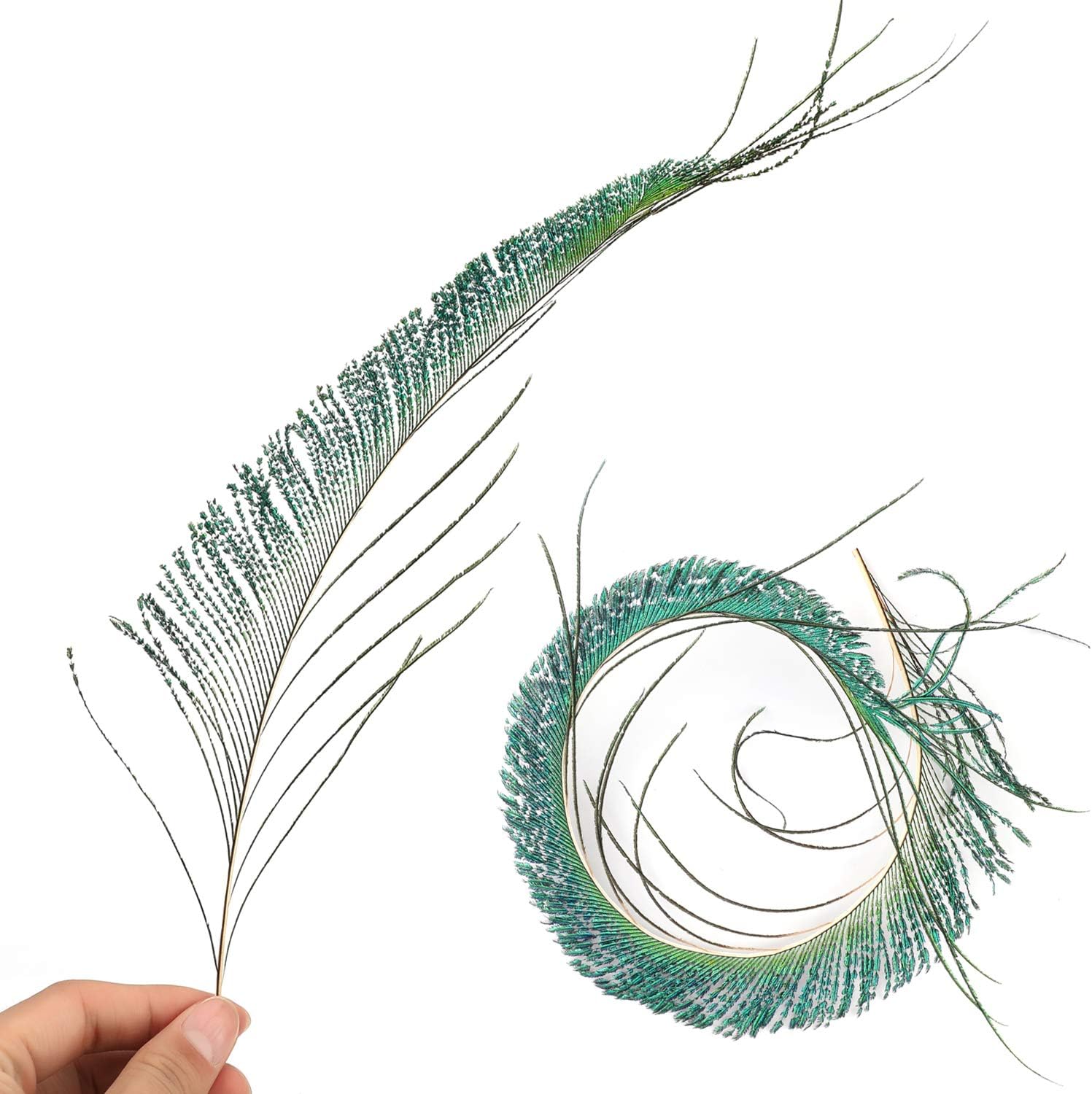Mwoot 30pcs Natural Peacock Sword Feathers for DIY Craft,Costume,Wedding Holiday Party Decoration 10-14inch (25-35CM) - Image 4