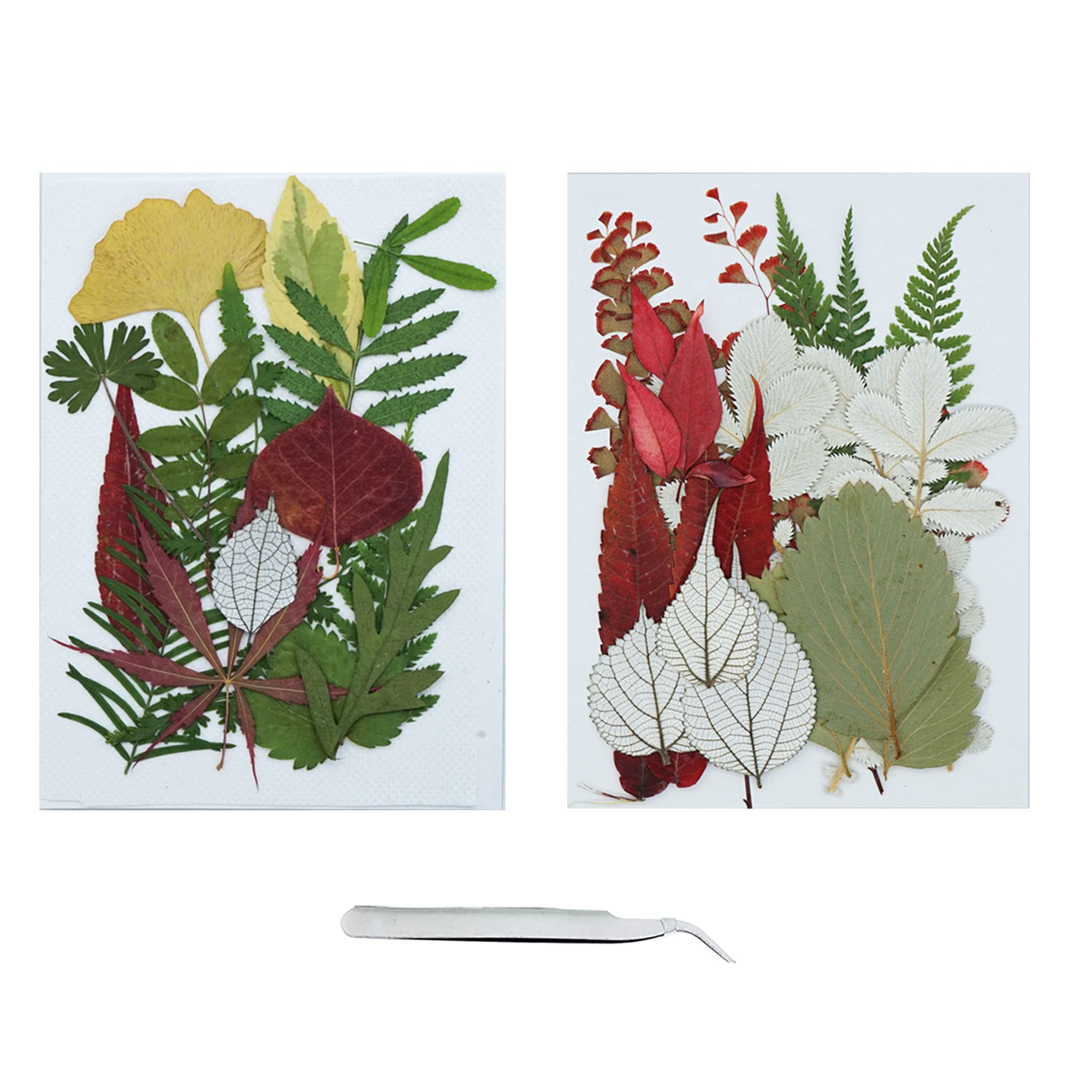 Cayway 36 Pcs Natural Dried Pressed Leaves Assorted Real Dried Pressed Leaves, Natural Dry Leaves with Tweezers for Pressed Leaf Art Craft DIY Embellishment Decorations