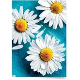 Designer Greetings For Your Words, Blank Cards 6 Pack | Daises, Boxed Card Set, Matching Envelopes