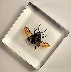 2.9" Real Lamprima Adolphinae Jewel Stag Beetle