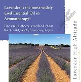 Absolute Aromas High Altitude Lavender Essential Oil 10 ml view 2