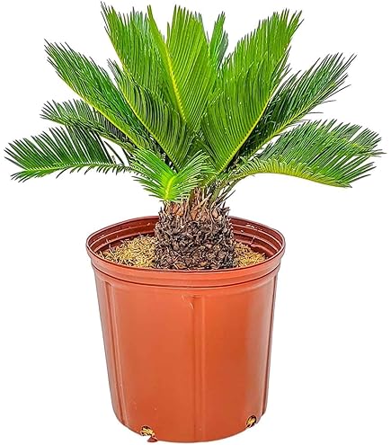 Amazon.com : King Alexander Palm Live Rooted Potted Triple