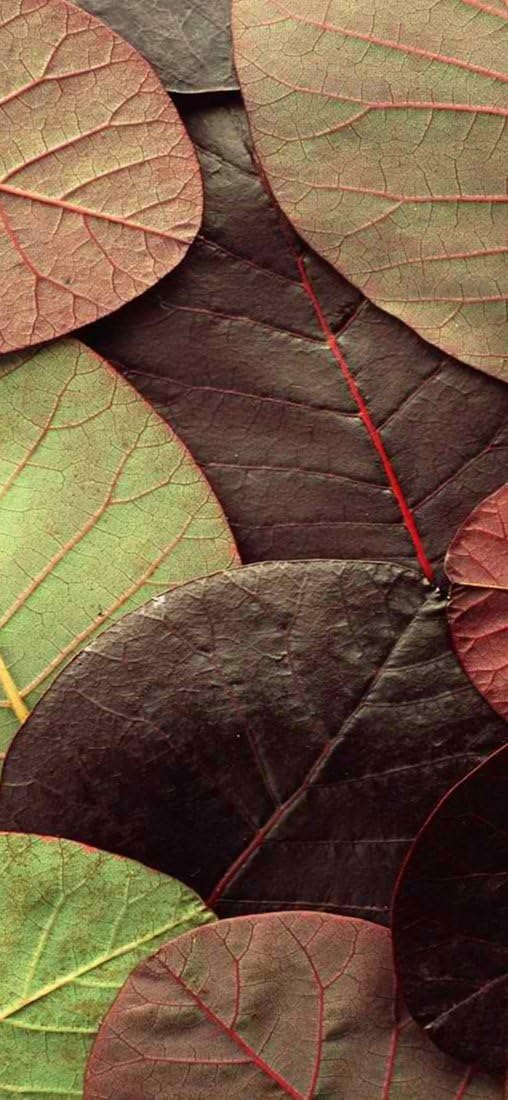 PeelitStickit Leaf, Beautiful Nature Wall Murals, ID-3290, vinyl, Multi-colour