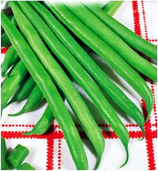 Frijoles enanos bronco - verduras - phaseolus vulgaris - fg009 ...