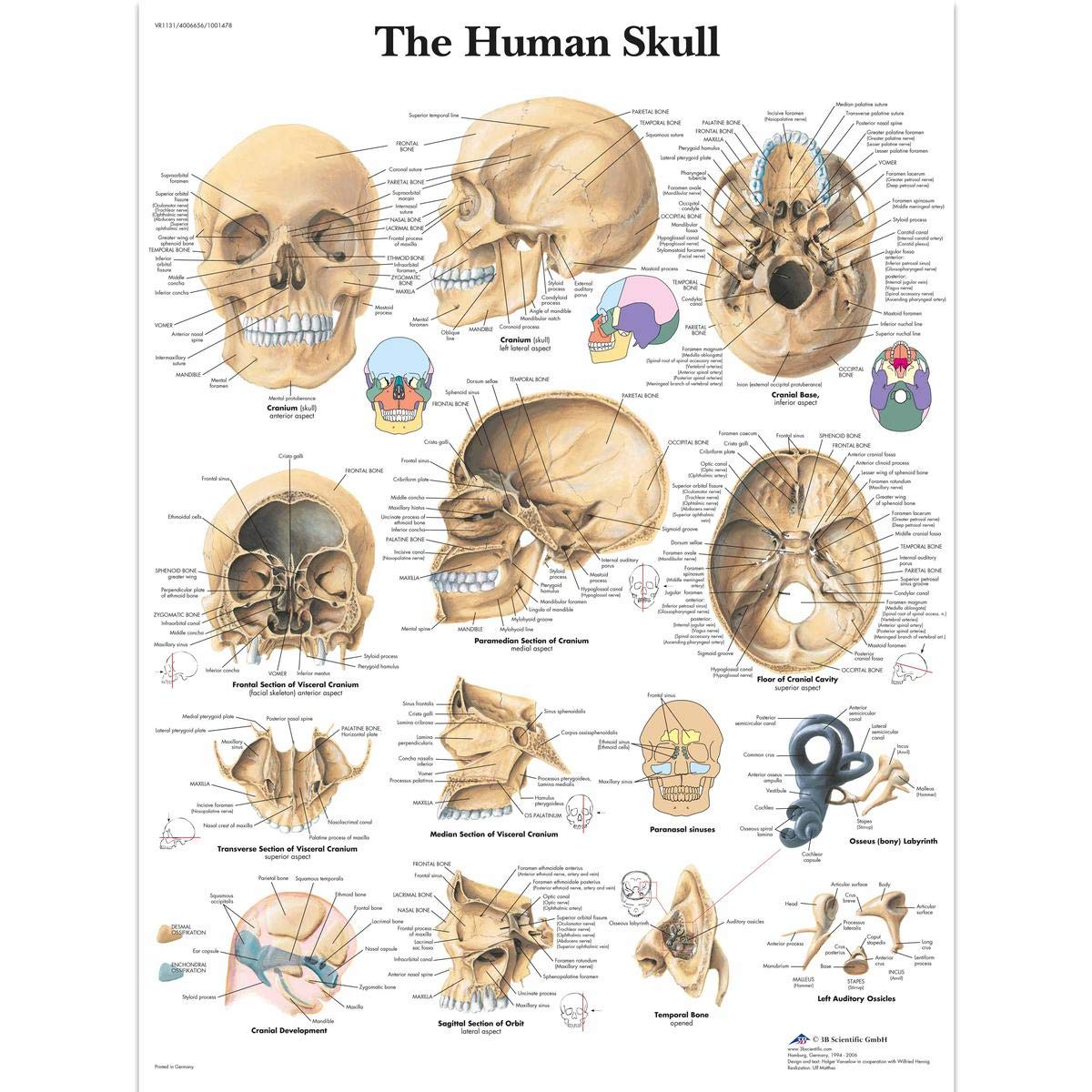 3B Scientific VR1131UU Human Anatomy - Human Skull Chart, Paper Version