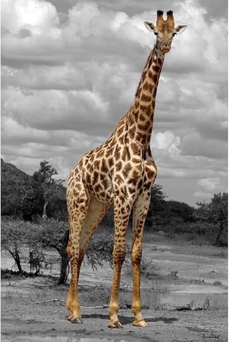 Tableau Photo Girafe Couleur Multicolore Matiere Toile Amazon Fr Cuisine Maison Tableau Photo Girafe Couleur Multicolore Matiere Toile Amazon Fr Cuisine Maison