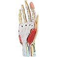 Axis Scientific Anatomy Model of Hand with Muscles, Ligaments, Nerves and Arteries | 7 Removable and Numbered Parts Show Internal Hand Detail and Structure | Includes Product Manual