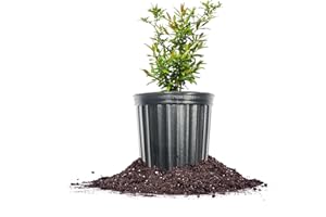 PERFECT PLANTS Russian Pomegranate in a 1 Gal. Grower's Pot | Cold Hardy Drought Tolerant | Yields Large Delicious Fruit | Real Dwarf Fruiting Tree