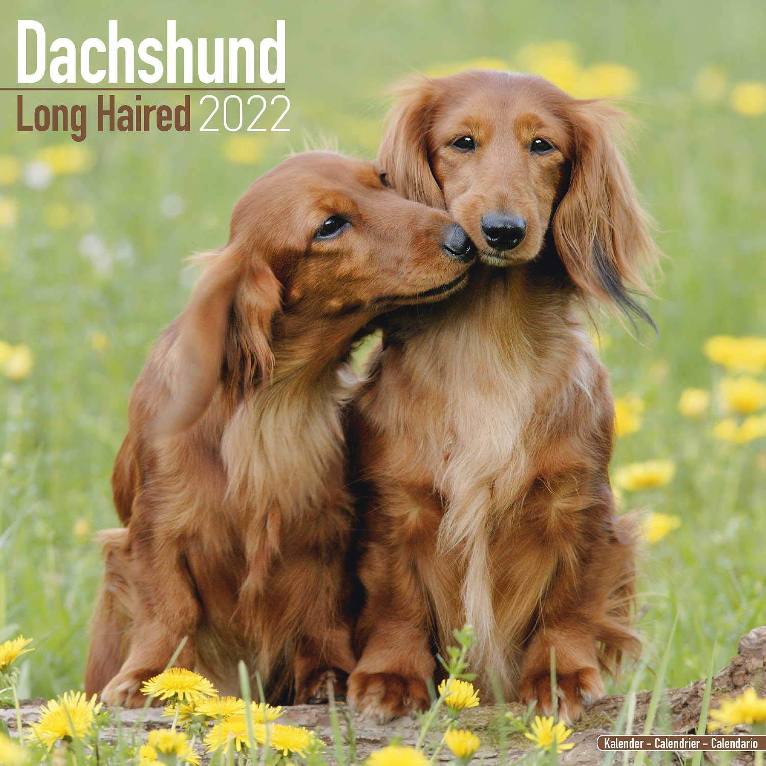 long haired dachshund
