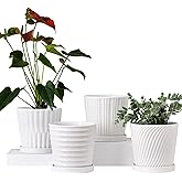 Ton Sin Plant Pots,White 6 Inch Flower Pots for Plants,Ceramic Planter with Drainage Holes,Indoor Planter Pots with Saucer,Outdoor Garden Pots (White, 4 Pack)