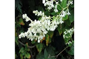 White Silver Lace Vine Fleece Polygonum Aubertii Silverlace,Fast-Growing,Keep You Cool in Summer!20 Seeds -QAUZUY GARDEN