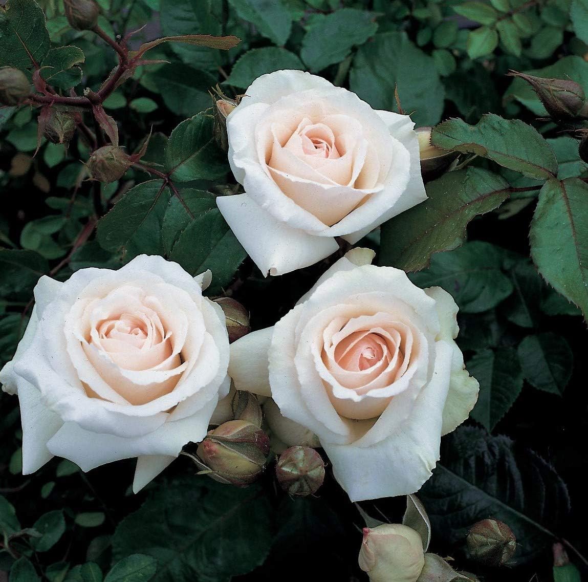 GreenBrokers SWAN LAKE CLIMBING ROSE 3.5 LITRE, Soft Pink: Amazon.co.uk ...