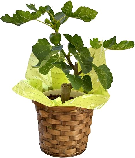 Amazon 花由 父の日 ギフト 健康果実 いちじく 5号 実付き 鉢植え 花 観葉植物 フラワーギフト オンライン通販