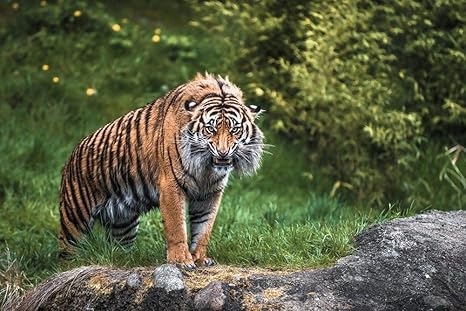 Amazon Co Jp 猛烈な虎の視線の壁紙 動物の壁紙 キャンバス ステッカー 印刷 壁紙ポスター はがせるシール式 写真 特大 絵画 壁飾り50cmx33cm Home Kitchen Amazon Co Jp 猛烈な虎の視線の壁紙 動物の壁紙 キャンバス ステッカー 印刷 壁紙ポスター はがせるシール式 写真 特大 絵画 壁飾り50cmx33cm Home Kitchen