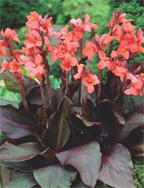 Gnome Canna Angelique Canna Rhizome Bulbs Amazon De Garten