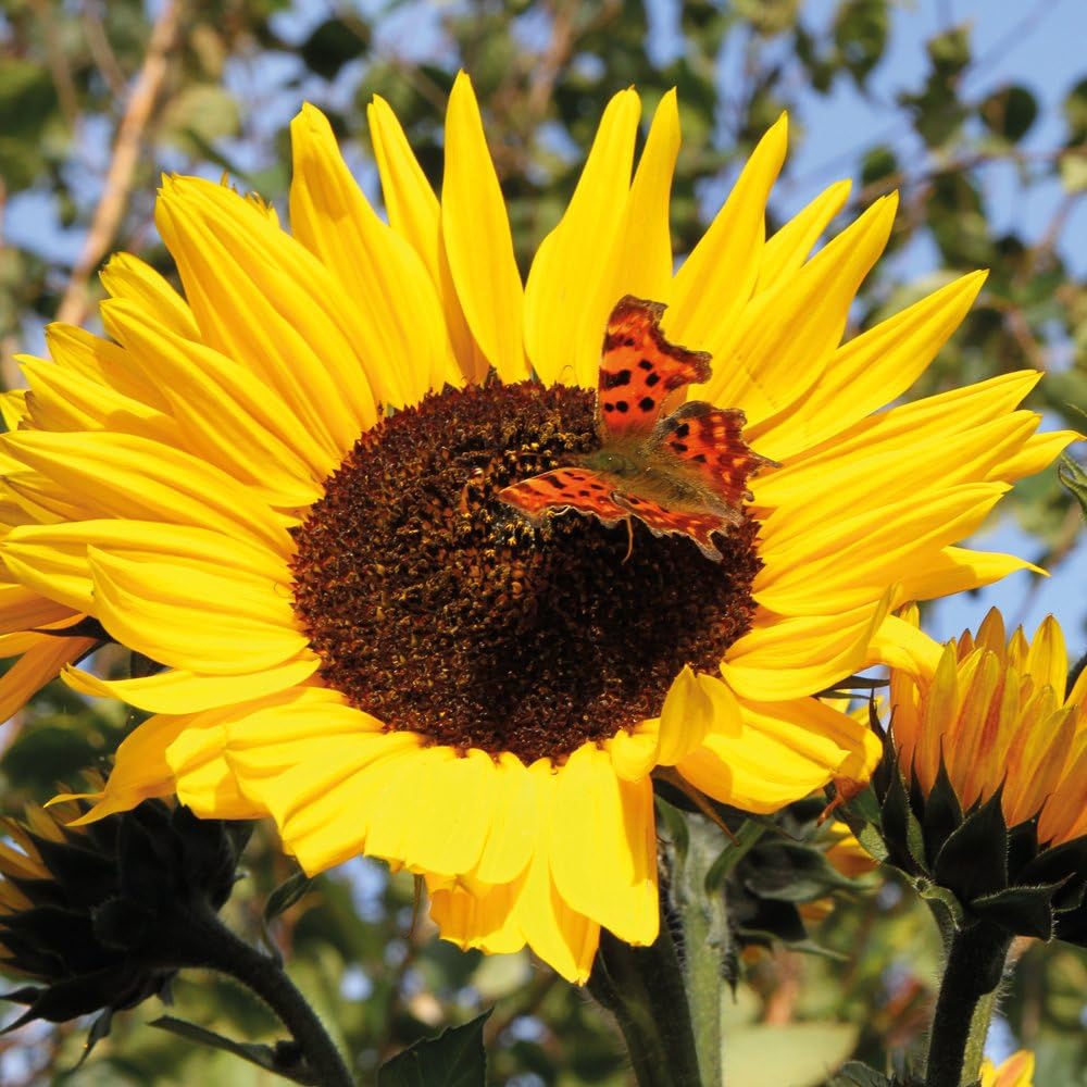 Sunflower Seeds Colourful Yellow Flowers Easy Grow Plants for Garden Allotment & Patio Russian Giant Variety Approx 60 Seeds Packet by Thompson & Morgan - Image 4