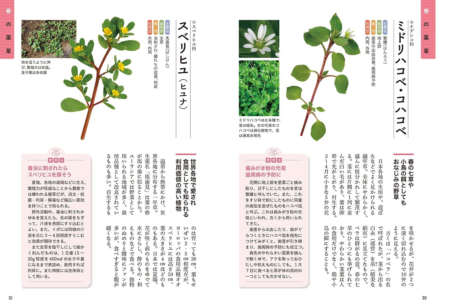 散歩で見つける薬草図鑑 見分け方 使い方がよくわかる 指田 豊 本 通販 Amazon