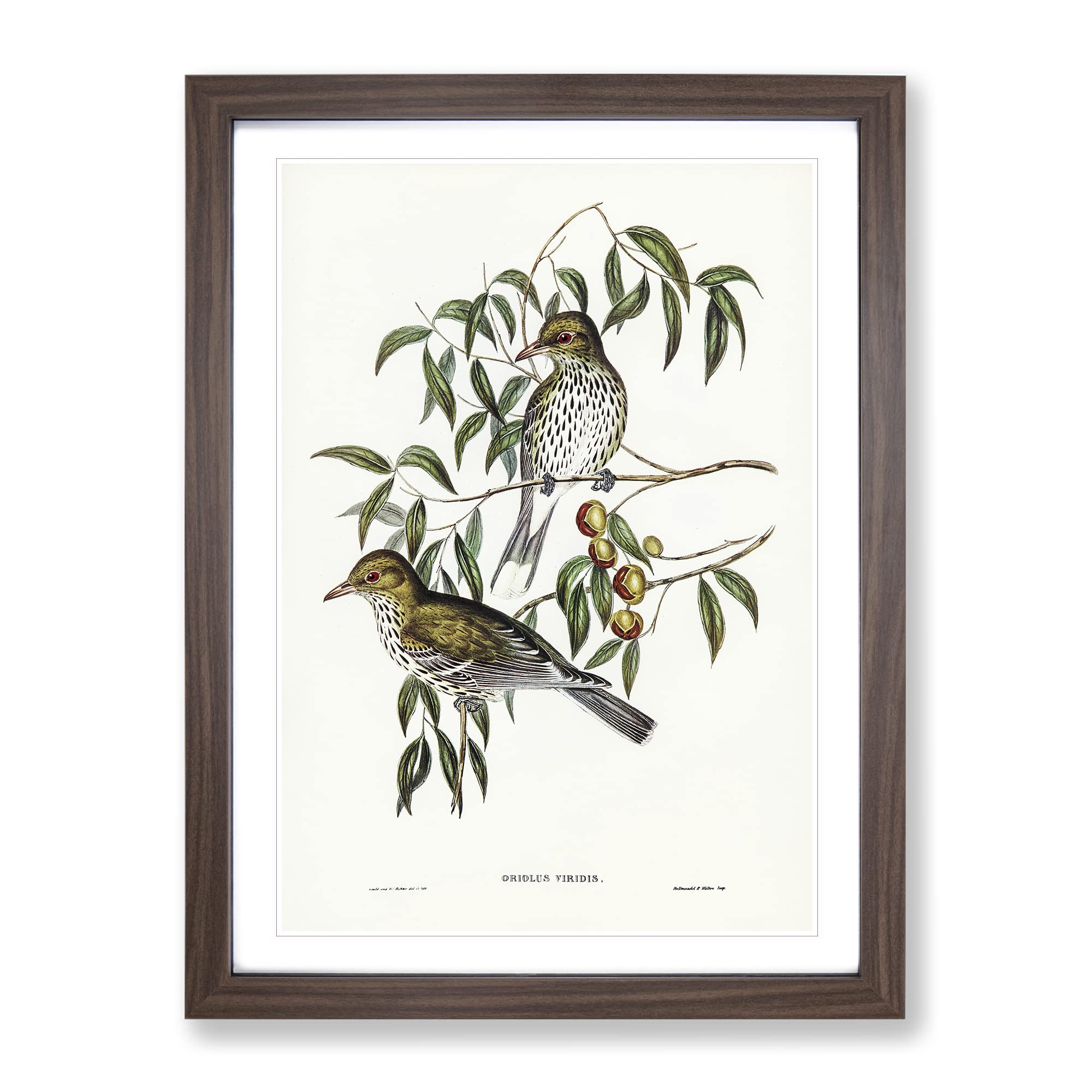 New South Wales Oriole Birds By Elizabeth Gould Vintage Framed Wall Art Print, Ready to Hang Picture for Living Room Bedroom Home Office Décor, Walnut A3 (34 x 46 cm)
