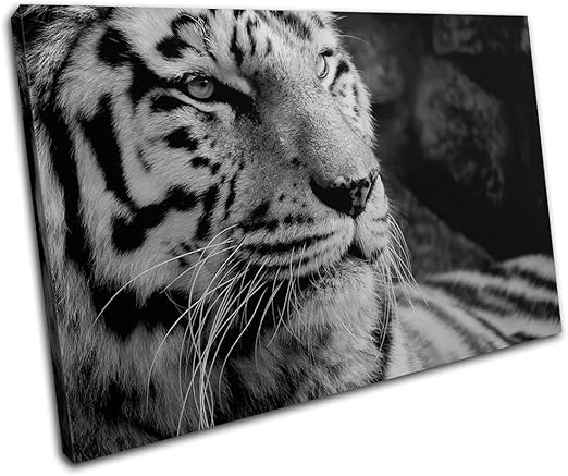 Amazon Com Bold Bloc Design Tiger Black And White Animals