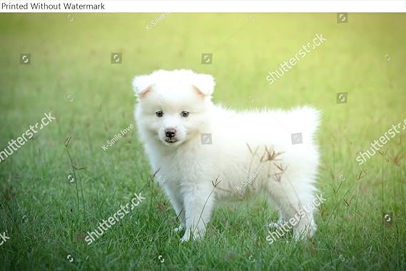 japanese spitz cute