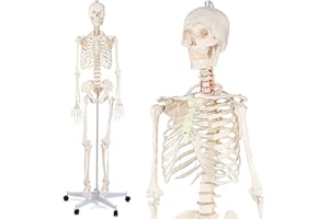 Cibolar Human Skeleton Model, Anatomy Human Body Model Mini Skeleton for Kids, Anatomy and Physiology Study Tools, 70.8 inches (180cm), 17.7 inches (45cm), 2 Packs