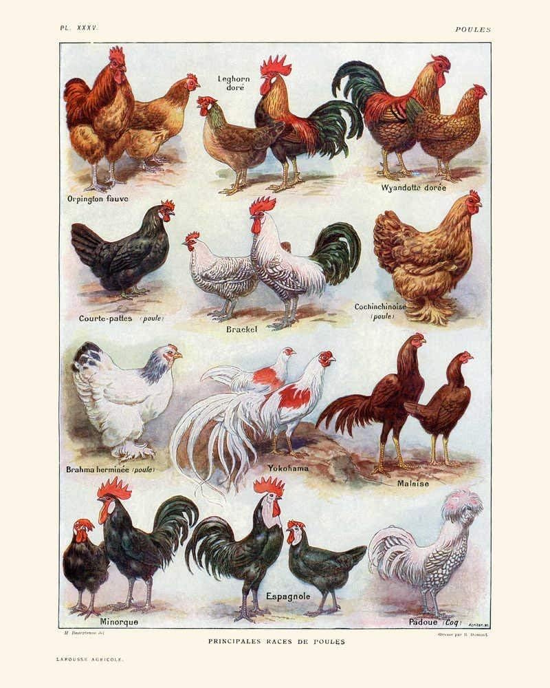 Amazon.com: Chickens, Hens, and Roosters Breeds Vintage Print 1 - Rooster  Poster - Chicken Art - Home Decor - Home Art - Kitchen Art - Larousse -  VP1020-21 x 30 cm: Posters & Prints