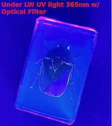 44mm Real Unicorn Green Rose Chafer Beetle in