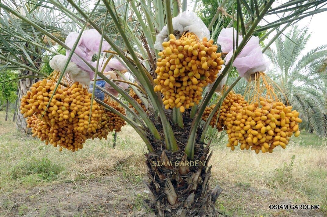 buy siam garden phoenix dactylifera arab khajoor premium barhee date class 1 true date live fruit tree plant 40 to 50 cm yellow online at low prices in india amazon in siam garden phoenix dactylifera arab khajoor premium barhee date class 1 true date live fruit tree plant 40 to 50 cm yellow