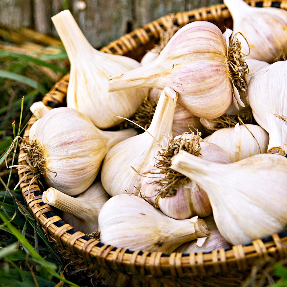 2 x Garlic White - Easy to Grow - Strong Flavor- Enjoy Home Grown Garlic Taste- for Your Beautiful Kitchen Garden