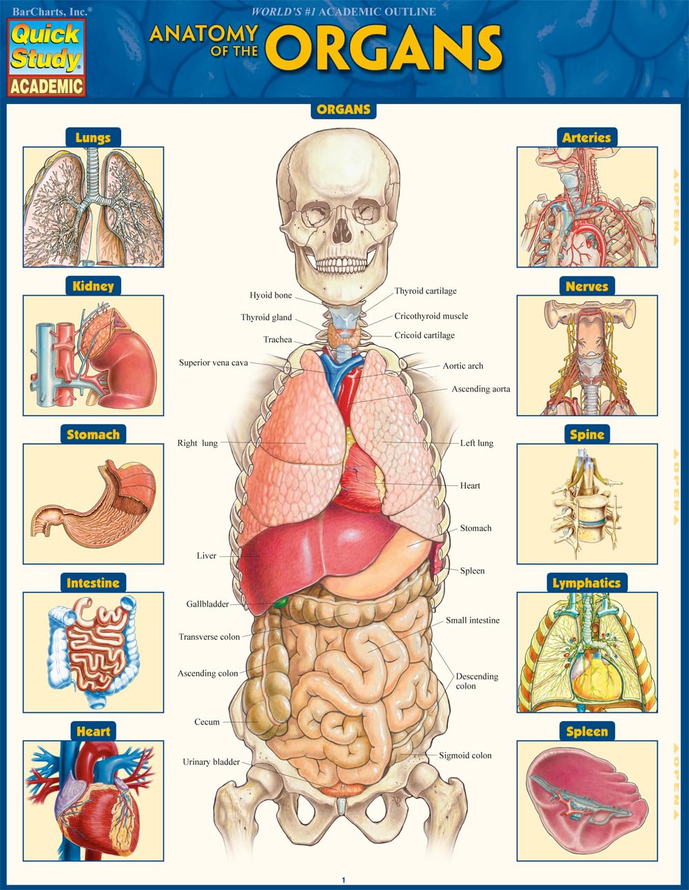 Mua Anatomy of the Organs QuickStudy Laminated Reference Guide ...
