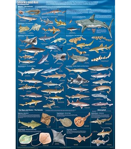 ★レア★THE WORLD MOST DANGEROUS SHARKS ポスター 32641bf5fca30c2f5ad13b965dbe01