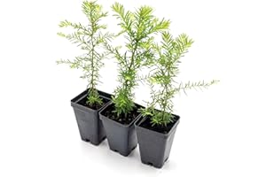CITRONELLAKING 3 Coastal Redwood in 2.5” Nursery Cubes (Sequoia sempervirens) | Majestic Evergreen Tree for Shade, Privacy & Wildlife Support | Ready-to-Plant Live Starter Plants