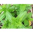 Spearmint Heirloom Open Pollinated Seeds - Mentha spicata - B320 (600 Seeds, 1/20 gram)