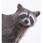 Roly Bee Smiling Raccoon Decal - Funny Peeping Raccoon Cute Window Decal, Waterproof, Car Laptop Wall Window Bumper Sticker (12" x 12")